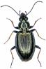 Bembidion geniculatum geniculatum